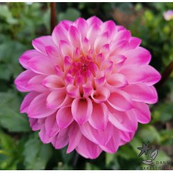 Dahlia Princesse Laetitia