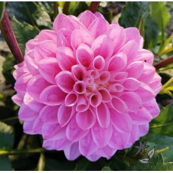 Dahlia Princesse Laetitia