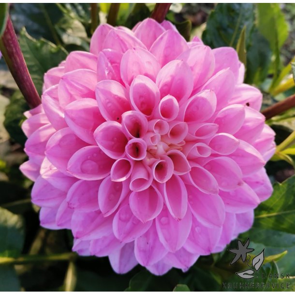 Dahlia Princesse Laetitia
