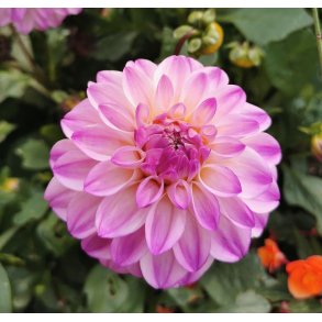 Dahlia Princesse Laetitia