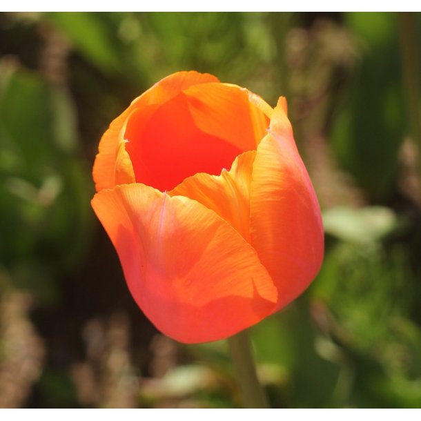 Tulipan Prinses Catharina-Amalia