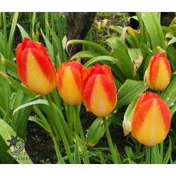 Tulipan Prinz Armin