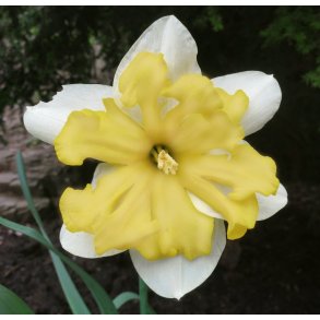 Pskelilje Prom Dance