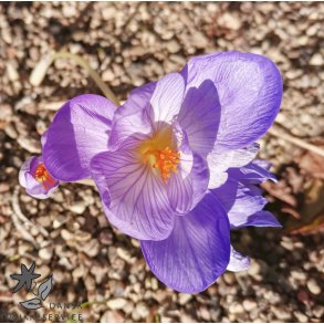 Efter�rskrokus, Crocus pulchellus