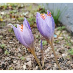 Efter�rskrokus, Crocus pulchellus