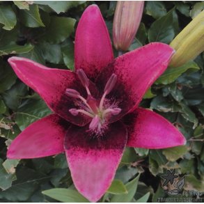 Lilium asiatica, Purple Dream