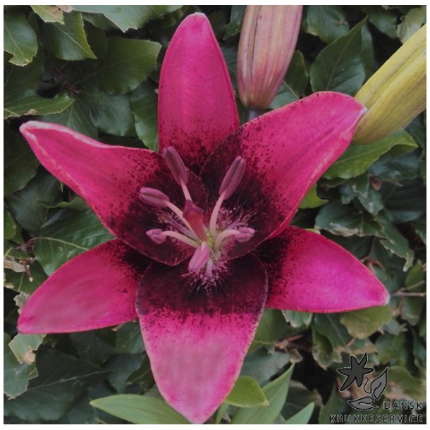 Lilium asiatica, Purple Dream