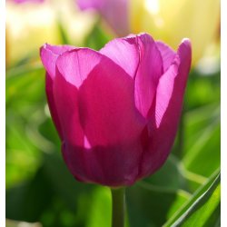 Tulipan Purple Pride