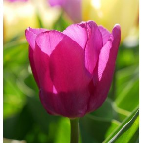 Tulipan Purple Pride