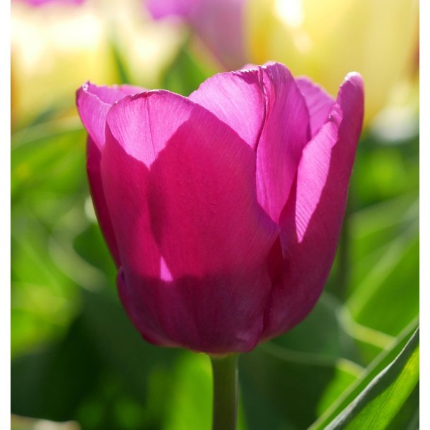 Tulipan Purple Pride