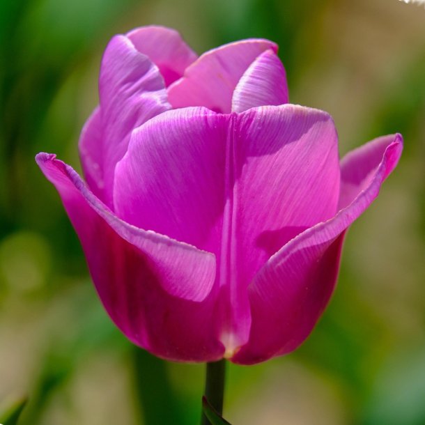 Tulipan Purple Pride
