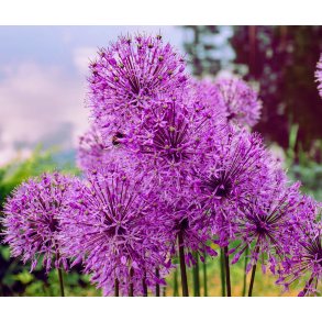 Prydl�g Purple Rain