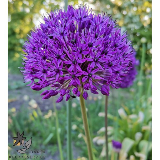 Prydlg  Purple Sensation