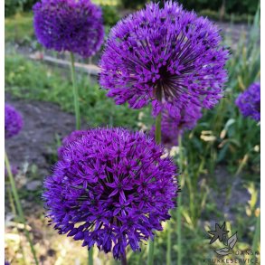 Prydlg  Purple Sensation