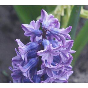 Hyacint Purple Star
