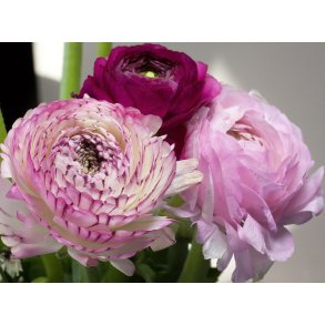 Ranunkel Pinks & Purple