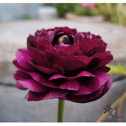 Ranunkel Tomer Purple