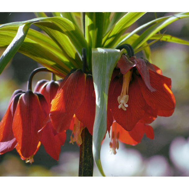 Blomsterl�g Oprydningspakke uden tulipaner