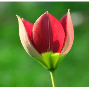 Botanisk Tulipan Red Beauty
