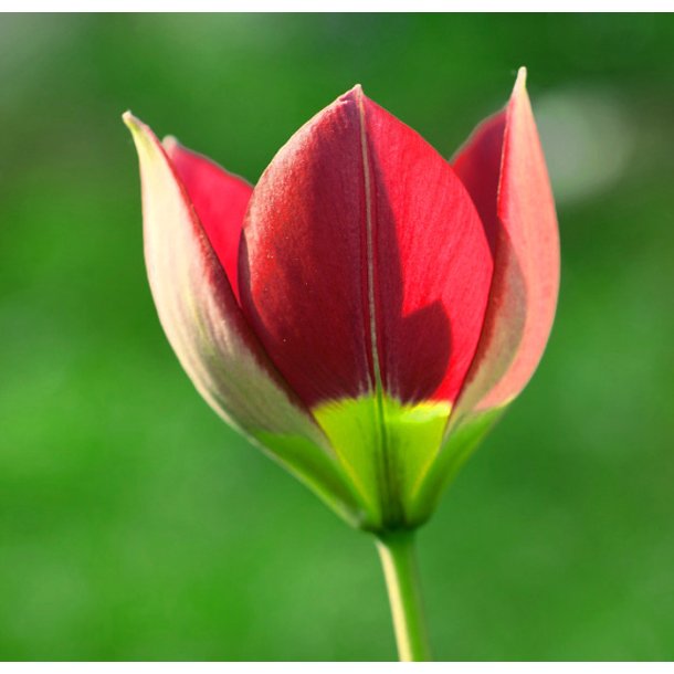 Botanisk Tulipan Red Beauty