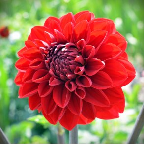 Dahlia Red Cap