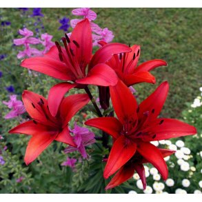 Lilium asiatica, Red County