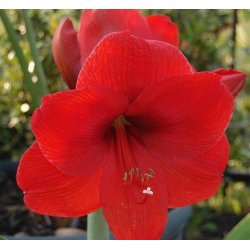 Hippeastrum, Red Lion