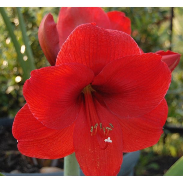 Hippeastrum, Red Lion