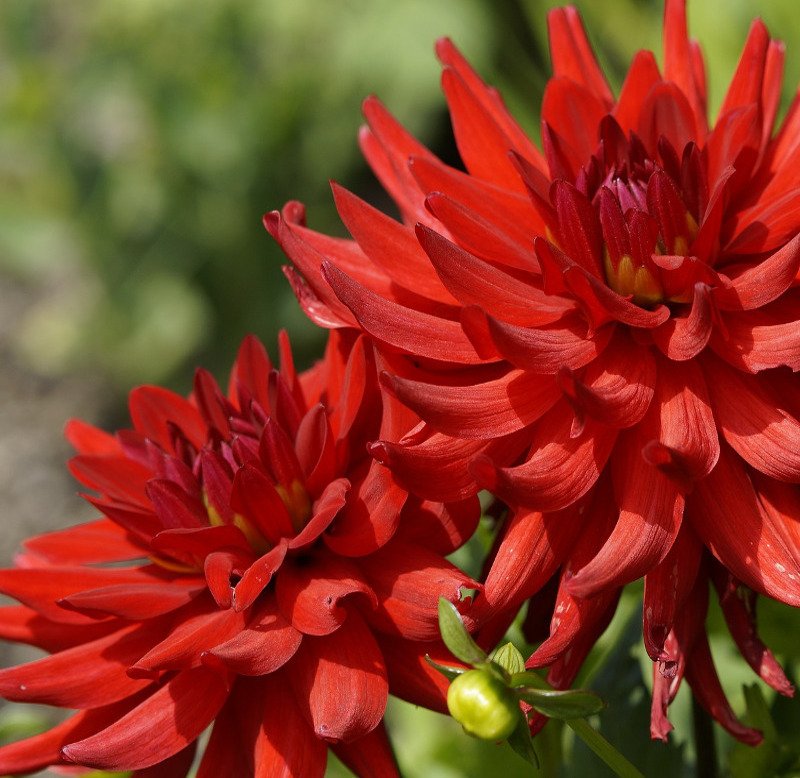 Dahlia Red Pygmy. Rød