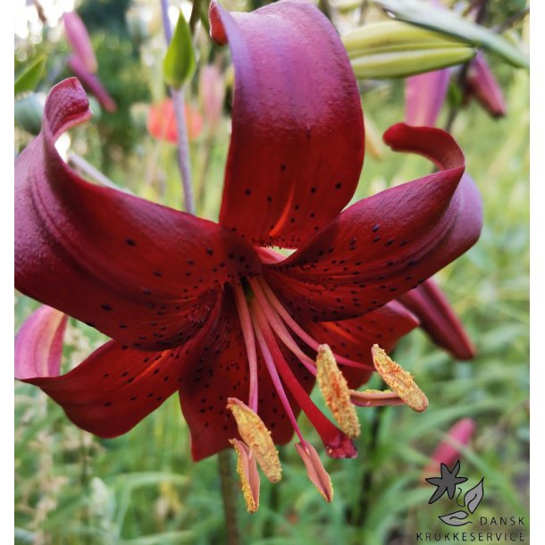 Lilium asiatica, Red Velvet