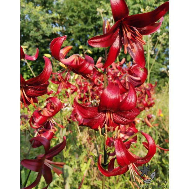 Lilium asiatica, Red Velvet