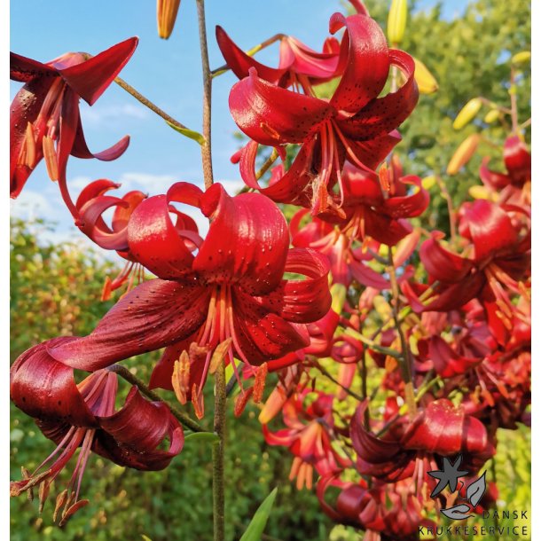 Lilium asiatica, Red Velvet