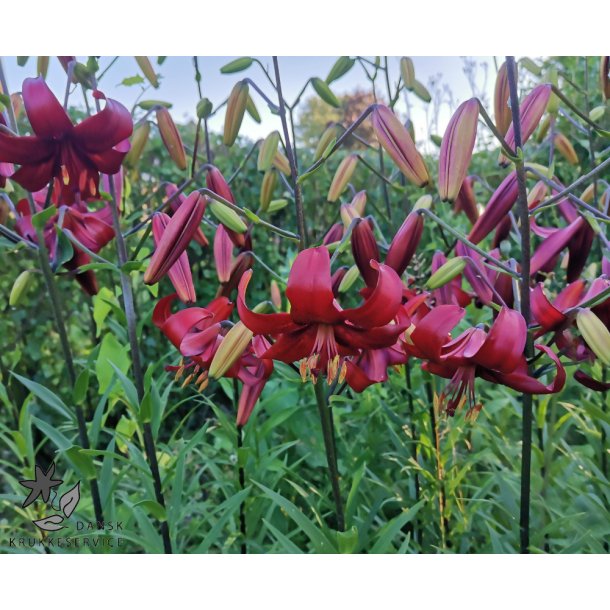 Lilium asiatica, Red Velvet