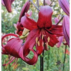Lilium asiatica, Red Velvet
