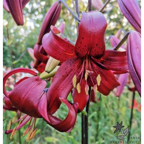 Lilium asiatica, Red Velvet
