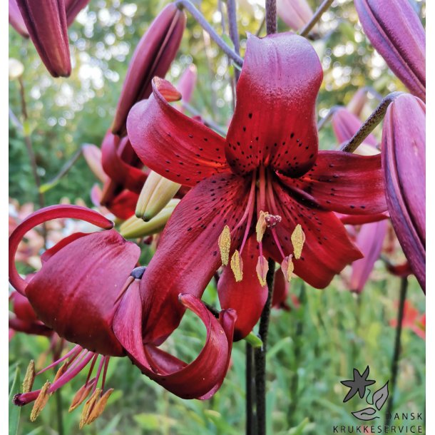 Lilium asiatica, Red Velvet