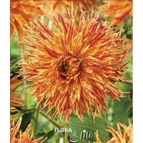 Dahlia Rejman's Firecracker