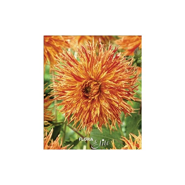 Dahlia Rejman's Firecracker