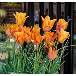Tulipan Request
