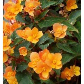 Begonia multiflora Richard Galle