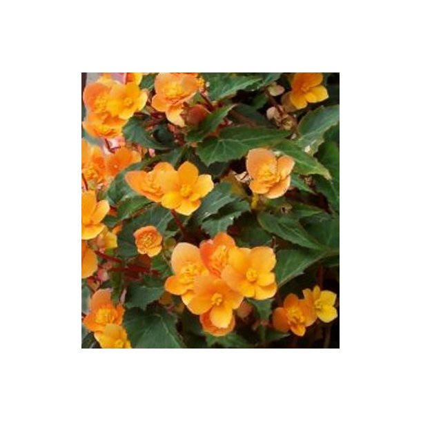 Begonia multiflora Richard Galle