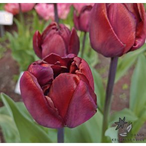 Tulipan Ridgedale