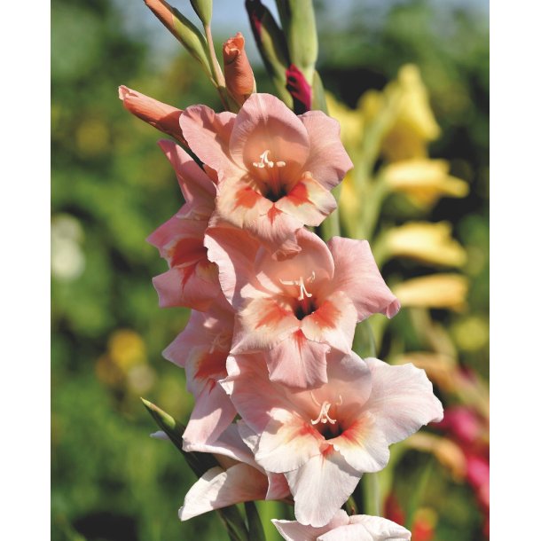 Gladiolus Rigoletto