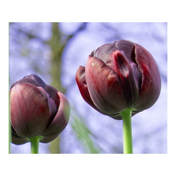 Tulipan Roadstar