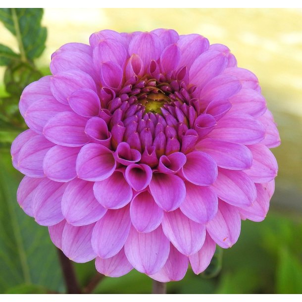 Dahlia Robann Regal