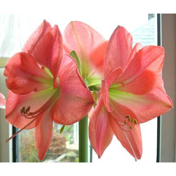 Hippeastrum Rosalie