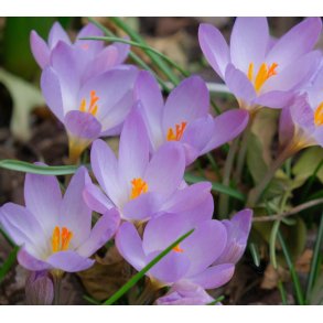 Krokus Rosalind