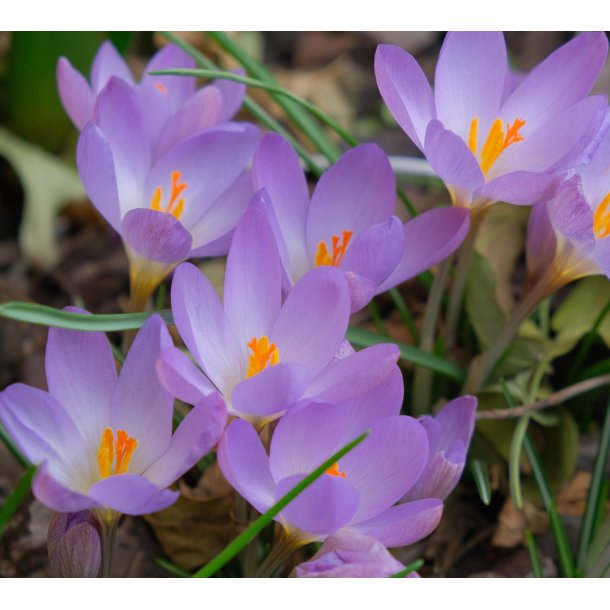 Krokus Rosalind