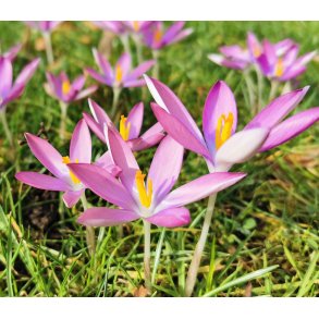Krokus Roseus