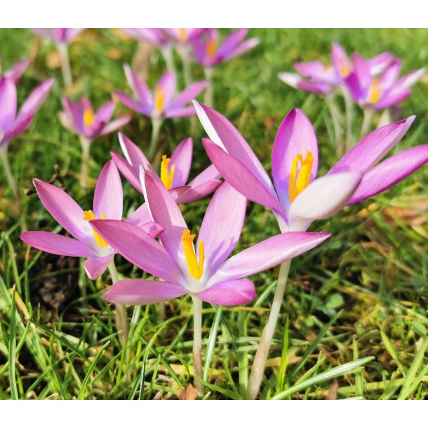 Krokus Roseus